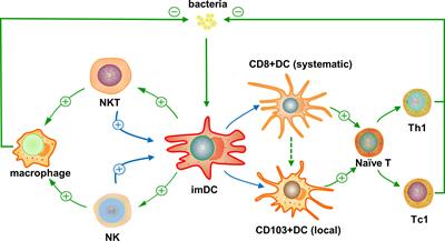 Cross Talk Between Natural Killer T and Dendritic Cells and Its Impact on T Cell Responses in Infections